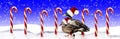 Mallard Ducks Santa Hats Royalty Free Stock Photo