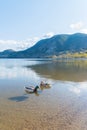 Mallard ducks on Skaha Lake with view of mountains and blue sky Royalty Free Stock Photo