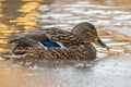 Mallard ducks in the snow on a frosty sunny day.