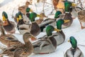 Mallard ducks in the snow on a frosty sunny day.