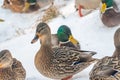 Mallard ducks in the snow on a frosty sunny day.