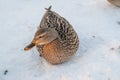 Mallard ducks in the snow on a frosty sunny day.