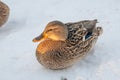 Mallard ducks in the snow on a frosty sunny day.