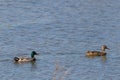 Mallard ducks swimming across the pond following each other. Female brown one in the front male with a green head in the back. Royalty Free Stock Photo