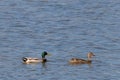 Mallard ducks swimming across the pond following each other. Female brown one in the front male with a green head in the back. Royalty Free Stock Photo