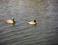 Mallard Ducks Swimming Royalty Free Stock Photo