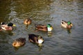 Mallard Ducks Swimming Royalty Free Stock Photo