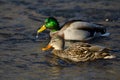 Mallard Ducks Swimming Down the River Royalty Free Stock Photo