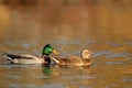 Mallard Ducks swimming in Fall at Dusk Royalty Free Stock Photo