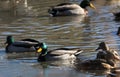 Mallard Ducks swimming in icy water Royalty Free Stock Photo