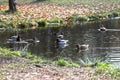 Mallard ducks are swimming in a lake or a pond Royalty Free Stock Photo