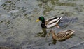 Mallard Ducks Swimming