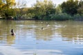 Mallard ducks swimming in a pond in the evening Royalty Free Stock Photo