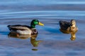 Mallard Ducks swimming at Roosevelt Lake, Arizona