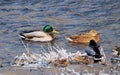 Mallard ducks swimming in the water in winter Royalty Free Stock Photo