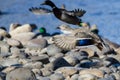 Mallard Ducks Taking to Flight from the Rocky River Shore Royalty Free Stock Photo