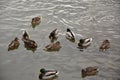 Mallard Ducks Wading in Frigid Waters