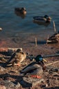 Mallard ducks in water and on the ground on the shore, in the sun resting. Cold winter day on a unfrozen lake, river, pond, sea or Royalty Free Stock Photo