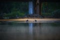 Mallard ducks on the waters edge with bridge Royalty Free Stock Photo