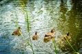 Mallard ducks, young baby birds duck on the canal water Royalty Free Stock Photo