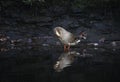 Mallard duckstood in the river preening Royalty Free Stock Photo