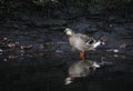 Mallard duckstood in the river preening Royalty Free Stock Photo