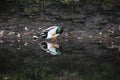 Mallard duckstood in the river preening Royalty Free Stock Photo