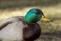 Mallard eating grass.