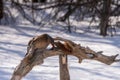 Mallard eats seeds claimed by squirrel