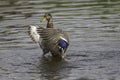 Mallard in eclipse plumage showing flight feathers