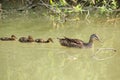 Mallard family Royalty Free Stock Photo