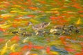 Mallard family Royalty Free Stock Photo