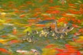 Mallard family and koi carps Royalty Free Stock Photo