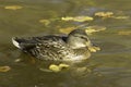 Mallard female / Anas platyrhynchos