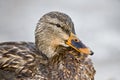 Mallard Female - Close up