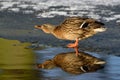 Mallard drinking water on the frozen pond, winter Royalty Free Stock Photo