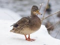 Mallard female duck, Anas platyrhynchos, close-up portrait in snow, selective focus, shallow DOF Royalty Free Stock Photo