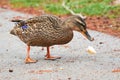 Mallard Female Duck eating bread