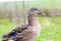 Mallard female duck Royalty Free Stock Photo