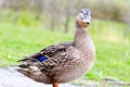 Mallard female duck Royalty Free Stock Photo