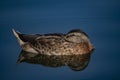 Mallard female duck sleeping while on the water Royalty Free Stock Photo