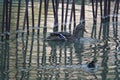 Mallard female duck with a young chick Royalty Free Stock Photo