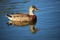 Mallard - female with green male coloring