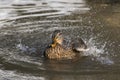 Mallard female takinga bath