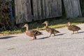 Three wild ducks on the move - young family Royalty Free Stock Photo