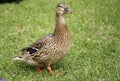 Mallard - female