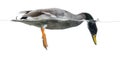 Mallard fishing under water, Anas platyrhynchos,