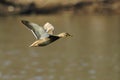 Mallard flight 1 Royalty Free Stock Photo