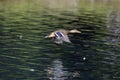 Mallard in flight Royalty Free Stock Photo