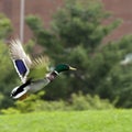 Mallard in Flight Royalty Free Stock Photo